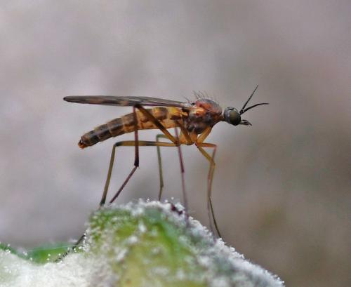 Sylvicola cinctus